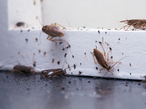Cockroach population