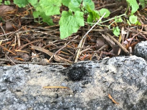 Ants on rock