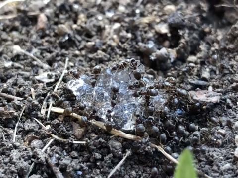 Lasius Niger