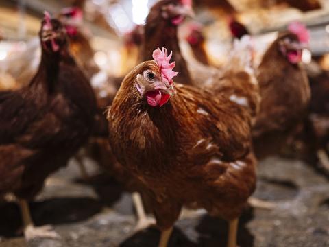 Farm pest control hens