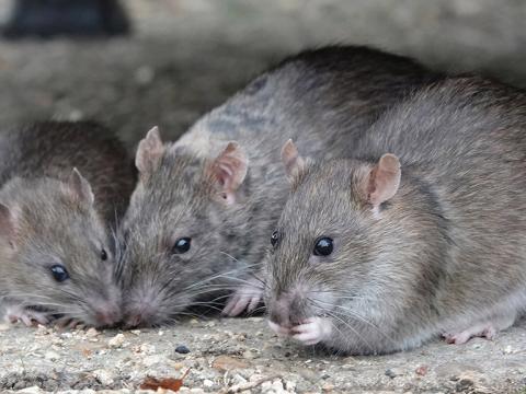 Brown rats pose a risk to safe food production and health of workers on UK farms