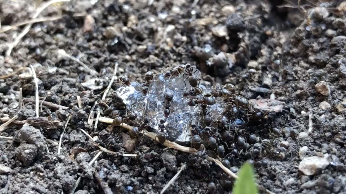 Lasius Niger