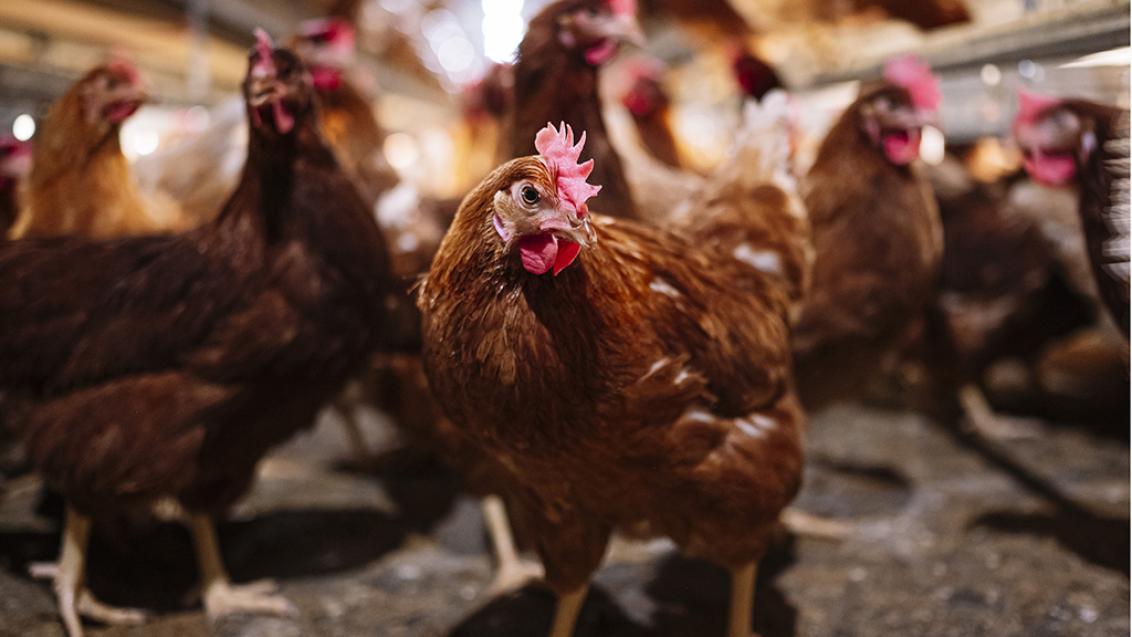 Farm pest control hens