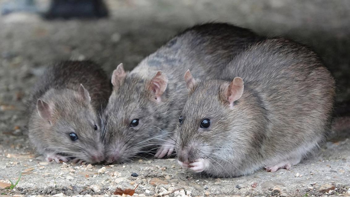 Brown rats pose a risk to safe food production and health of workers on UK farms