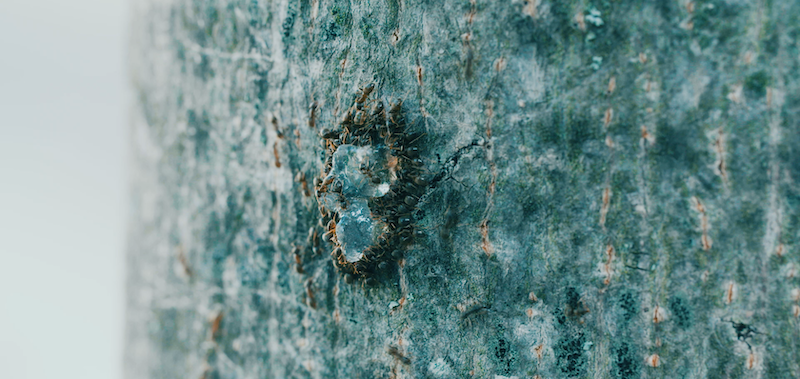 Group of ants on tree