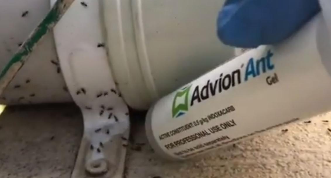 Advion Ant Gel application