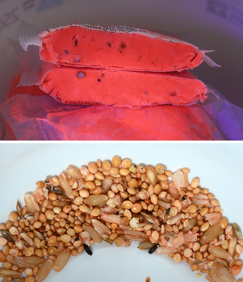 Multi grains added to pasta bait can enhance palatability and attractive extra oil content