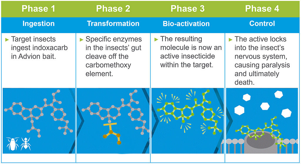 Advion bioactivation graphic