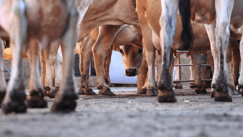 Herd of cow's legs