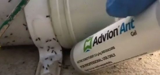 Advion Ant Gel applied near ants