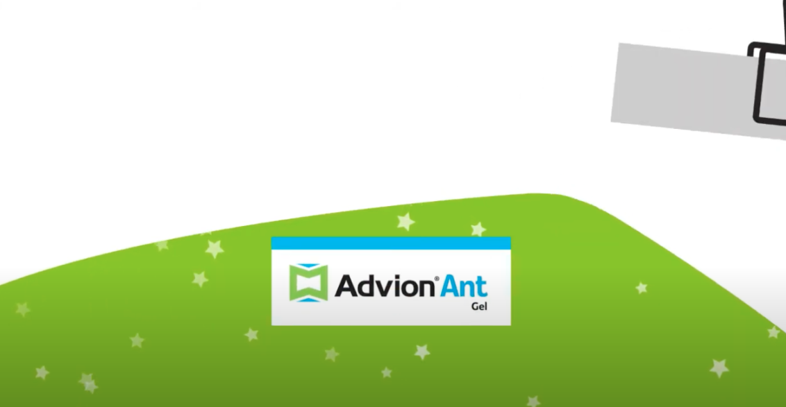 Advion Ant