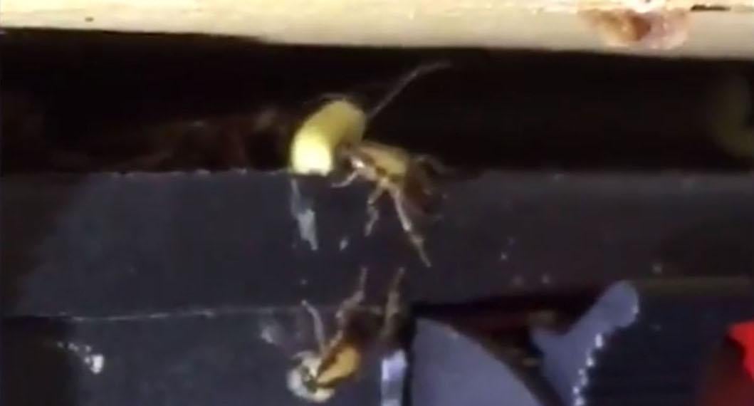 treating_german_cockroaches