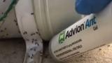 MANTENER LAS HORMIGAS BAJO CONTROLCharles Said-Vassallo @commercialpest trata esta plaga de hormiga Negra (Lasius niger) <br>Lee Maschevron_right