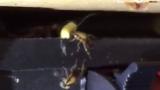 TRATAMIENTO DE CUCUARACHAS ALEMANASDavid Borell, de Radical Pest Control, trata esta plaga de cucarachas alemanas en. <br>Lee Maschevron_right