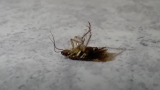 Il caso di Strasburgo, Francia – Febbraio 2018 3/3La scelta del gel è ottimale poichè il prodotto è estremamente appetibile anche in presenza di fonti alimentari alternative. <br>Guarda il videochevron_right