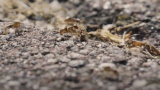 Il caso di Bobenheim-Roxheim, Germania – Estate 2018Imagine living with a cockroach infestation for over 18 months. <br>Guarda il videochevron_right