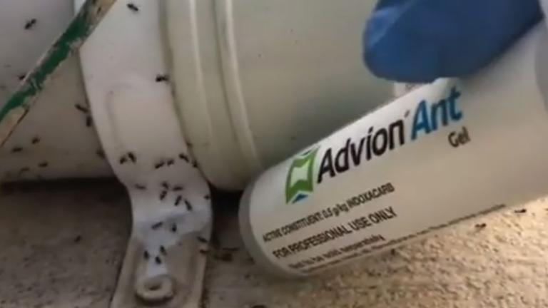 Advion Ant Gel application