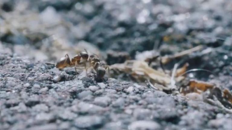 Ants
