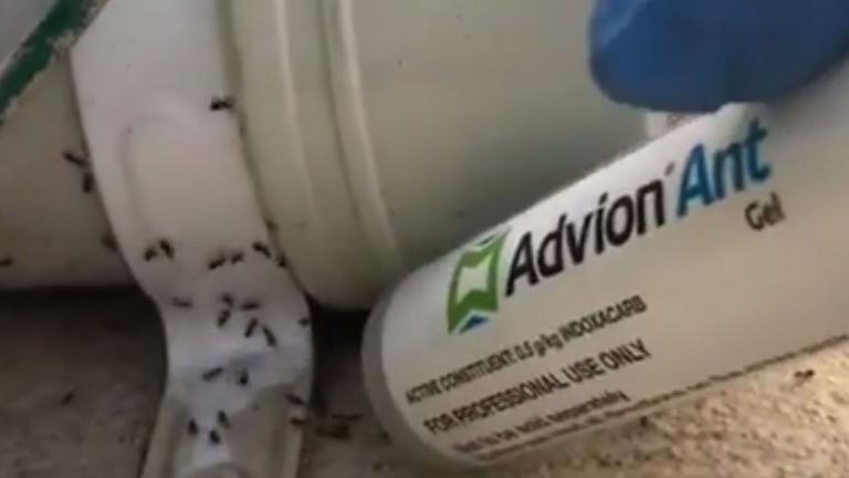 Applying Advion Ant Gel