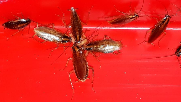 cockroach