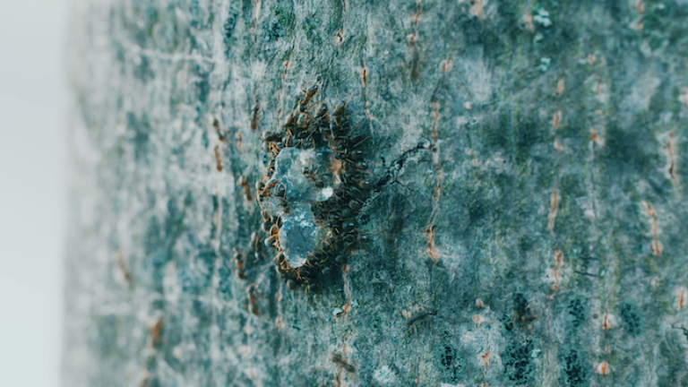 Ants on tree