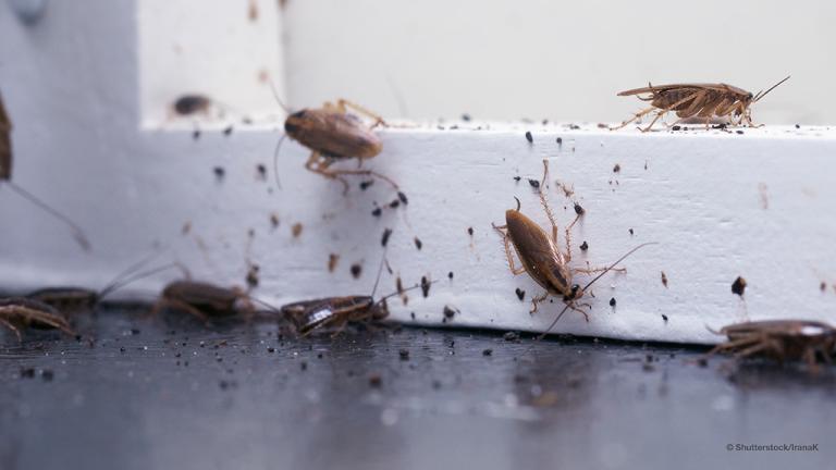 Cockroach population