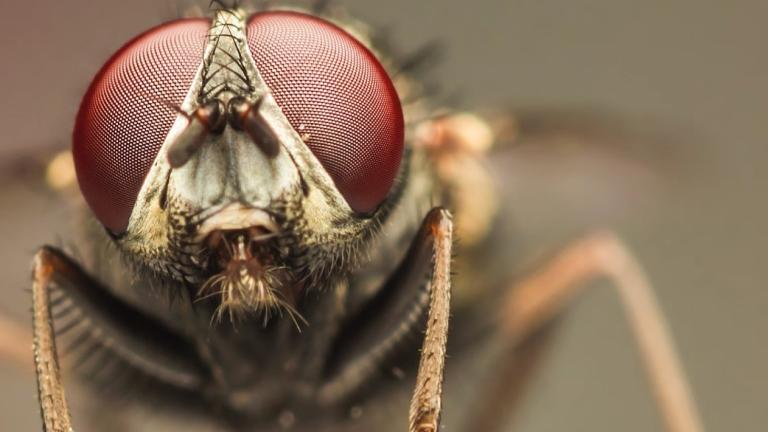 fly