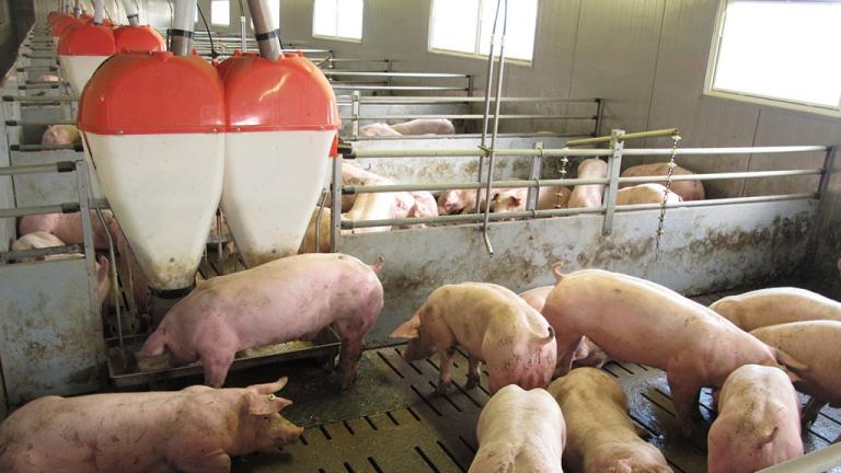 Pigs