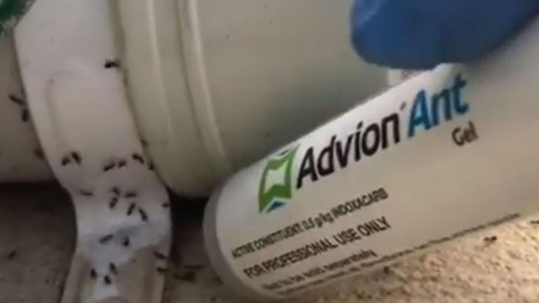 keeping_black_ants_under_control