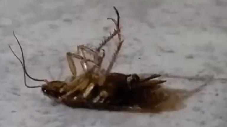 CASE STUDY: ESTRASBURGO, FRANCIA – FEBREREO DE 2018Imagine vivir con una plaga de cucarachas durante más de 18 meses.Además del olor <br>Lee Mas chevron_right