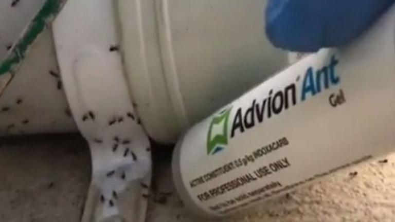 MANTENER LAS HORMIGAS BAJO CONTROLCharles Said-Vassallo @commercialpest trata esta plaga de hormiga Negra (Lasius niger) <br>Lee Maschevron_right