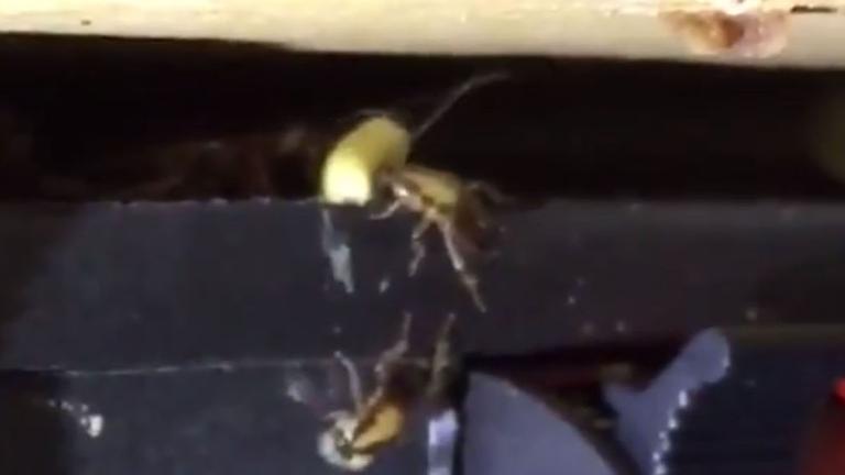 TRATAMIENTO DE CUCUARACHAS ALEMANASDavid Borell, de Radical Pest Control, trata esta plaga de cucarachas alemanas en. <br>Lee Maschevron_right