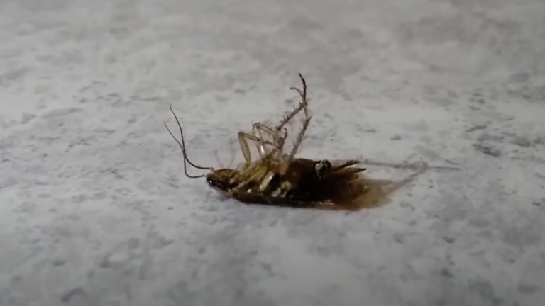 Il caso di Strasburgo, Francia – Febbraio 2018 3/3La scelta del gel è ottimale poichè il prodotto è estremamente appetibile anche in presenza di fonti alimentari alternative. <br>Guarda il videochevron_right