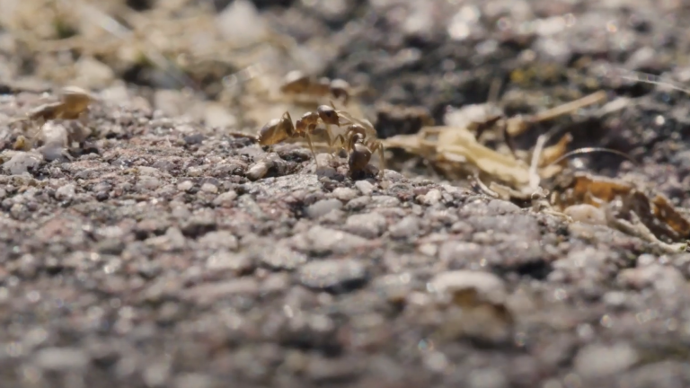 Il caso di Bobenheim-Roxheim, Germania – Estate 2018Imagine living with a cockroach infestation for over 18 months. <br>Guarda il videochevron_right