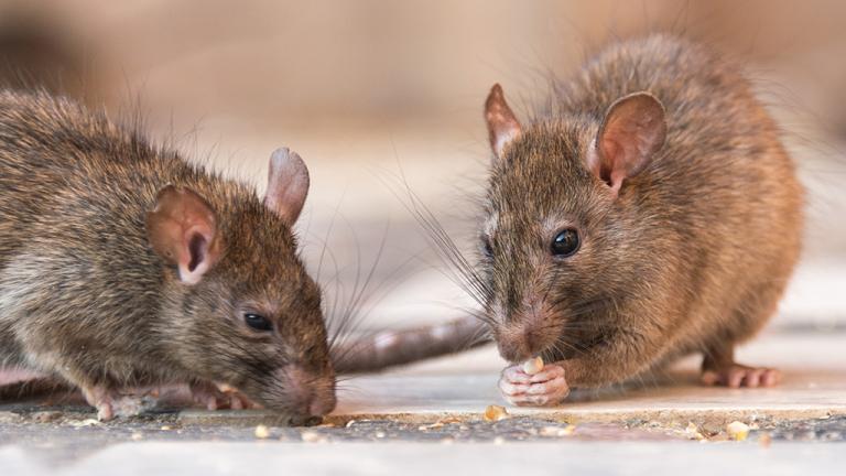 Farm pest control rats