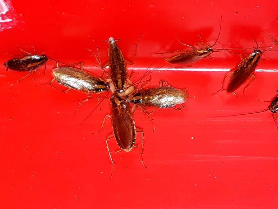 cockroach