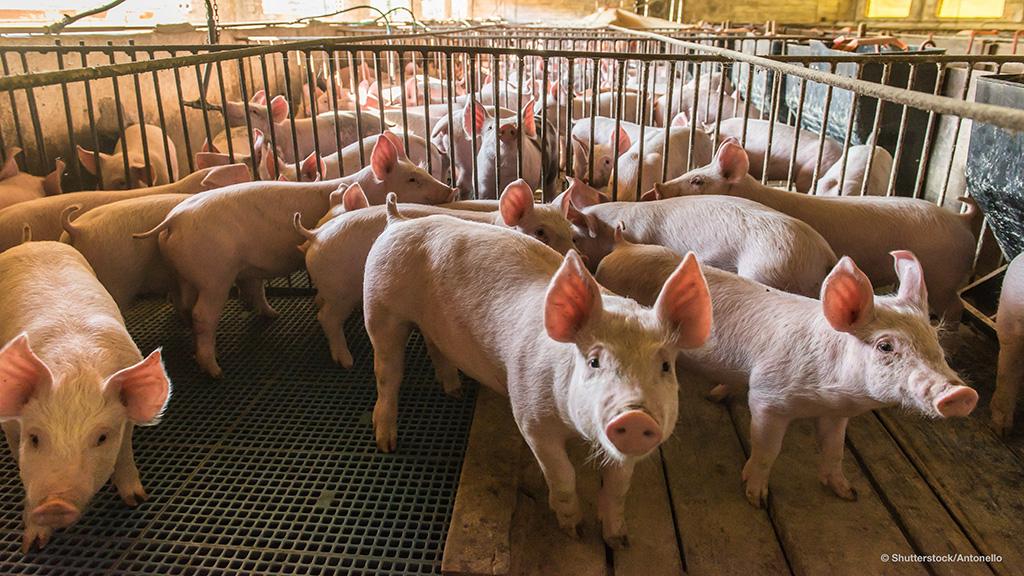 Intensive pig production