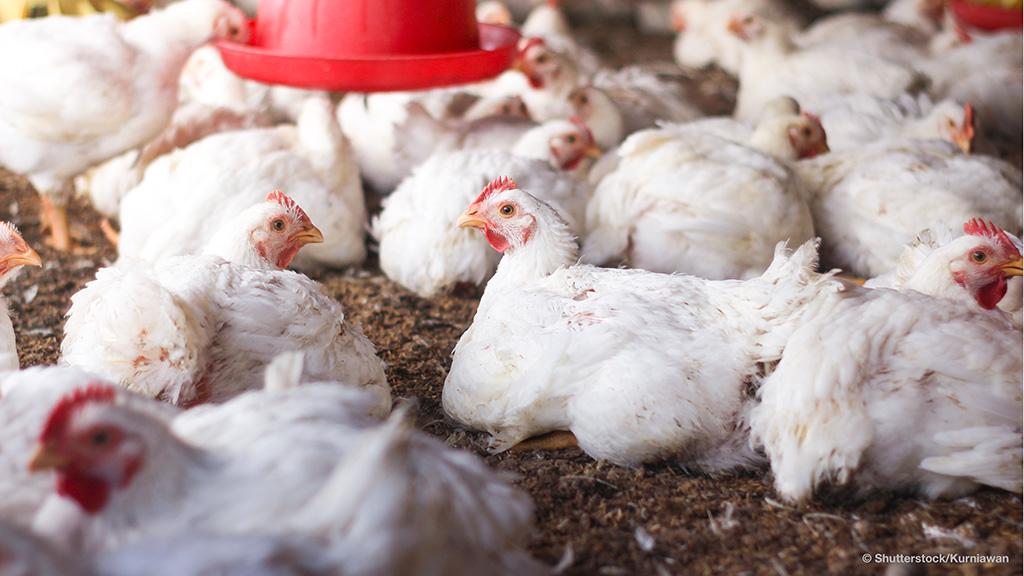 Intensive poultry production