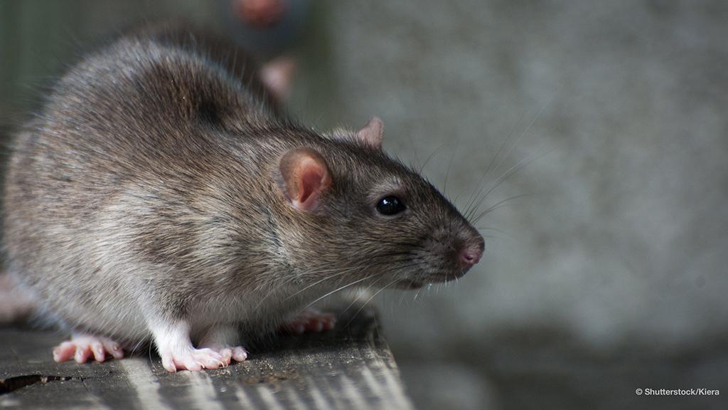 Brown rat