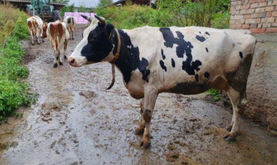 farm cow