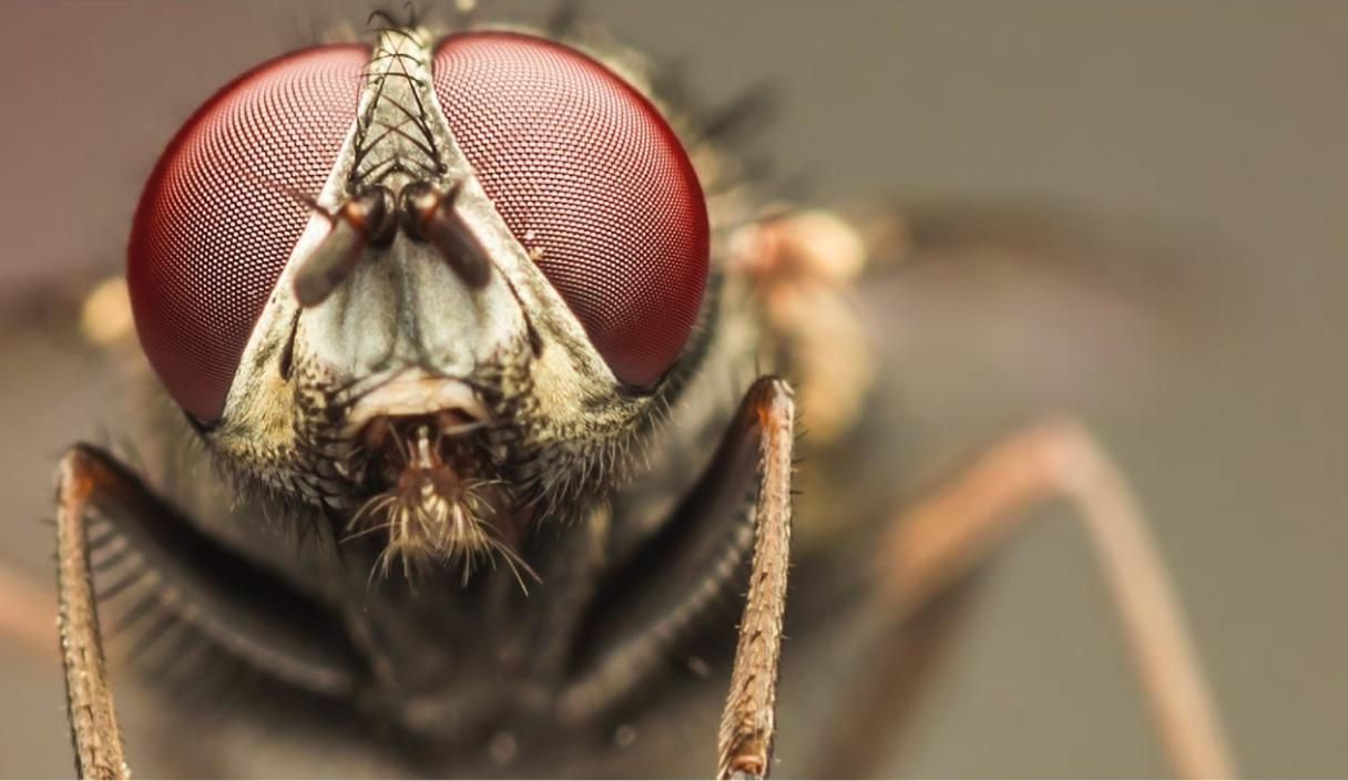 fly