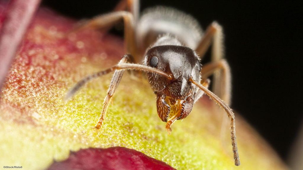 Pharaoh ant
