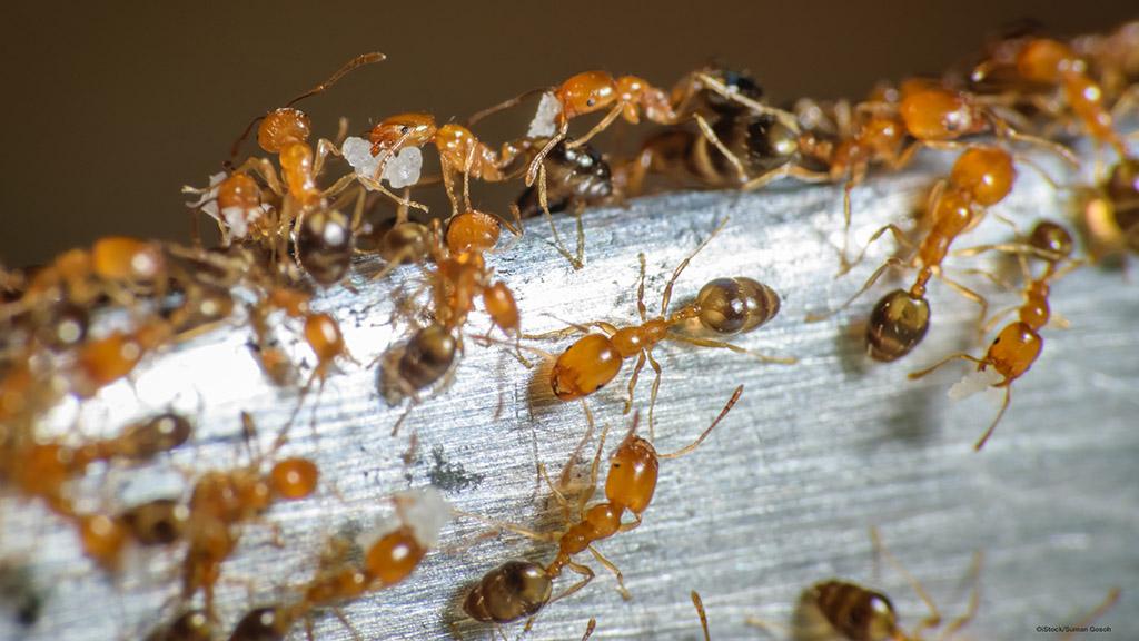 Pharaoh ant colony
