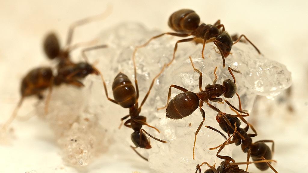 Black ants on Advion Ant Gel