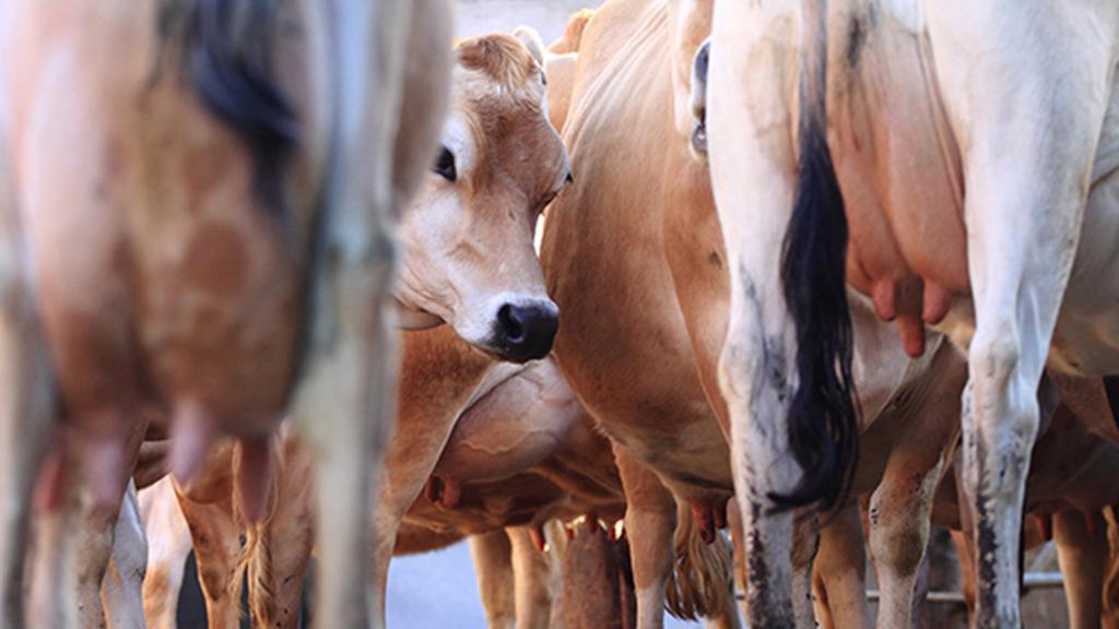 Farm pest control cows