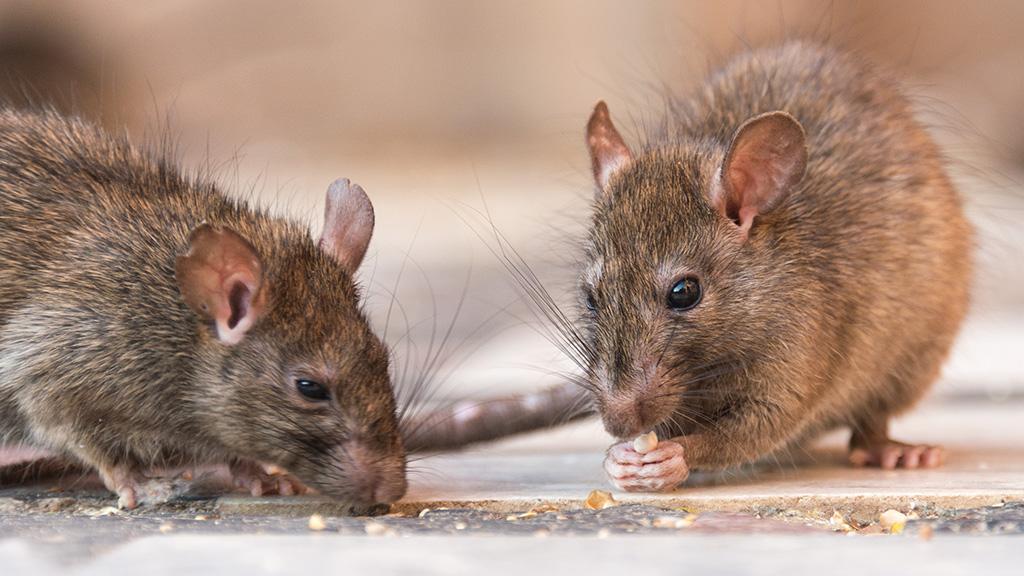 Farm pest control rats