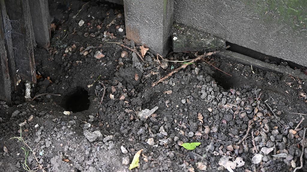 Rat holes alongside timber grain store